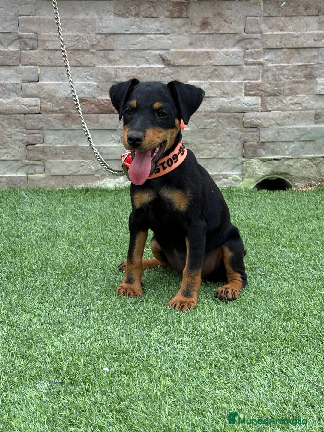 Terrier Alemán de Caza perros en venta: Cachorra Jagd terrier pelo fino - Imagen 2