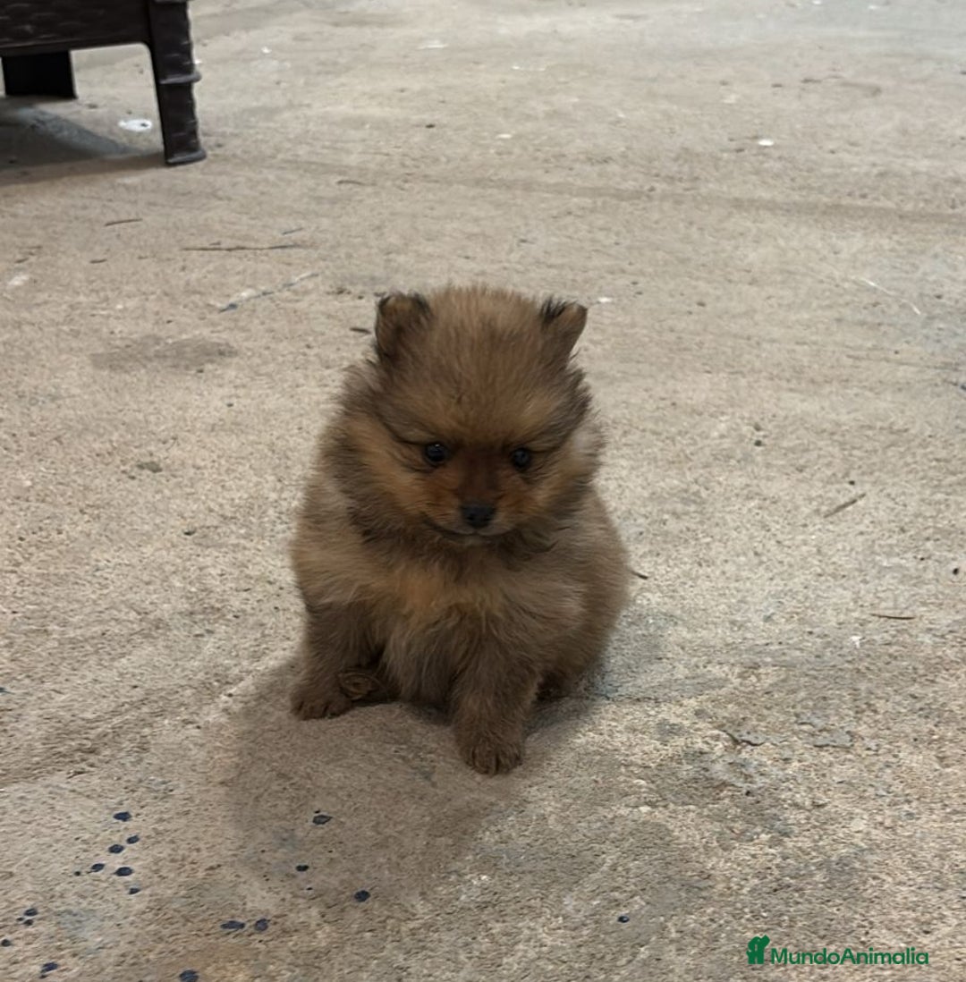 Pomerania perros en venta: Cachorros de Pomerania  - Anuncio 3