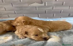 Maltipoo perros en venta: Maltipoo hembras disponibles  - Imagen 1