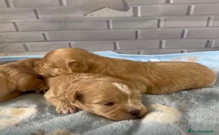 Maltipoo perros - Anuncio 1