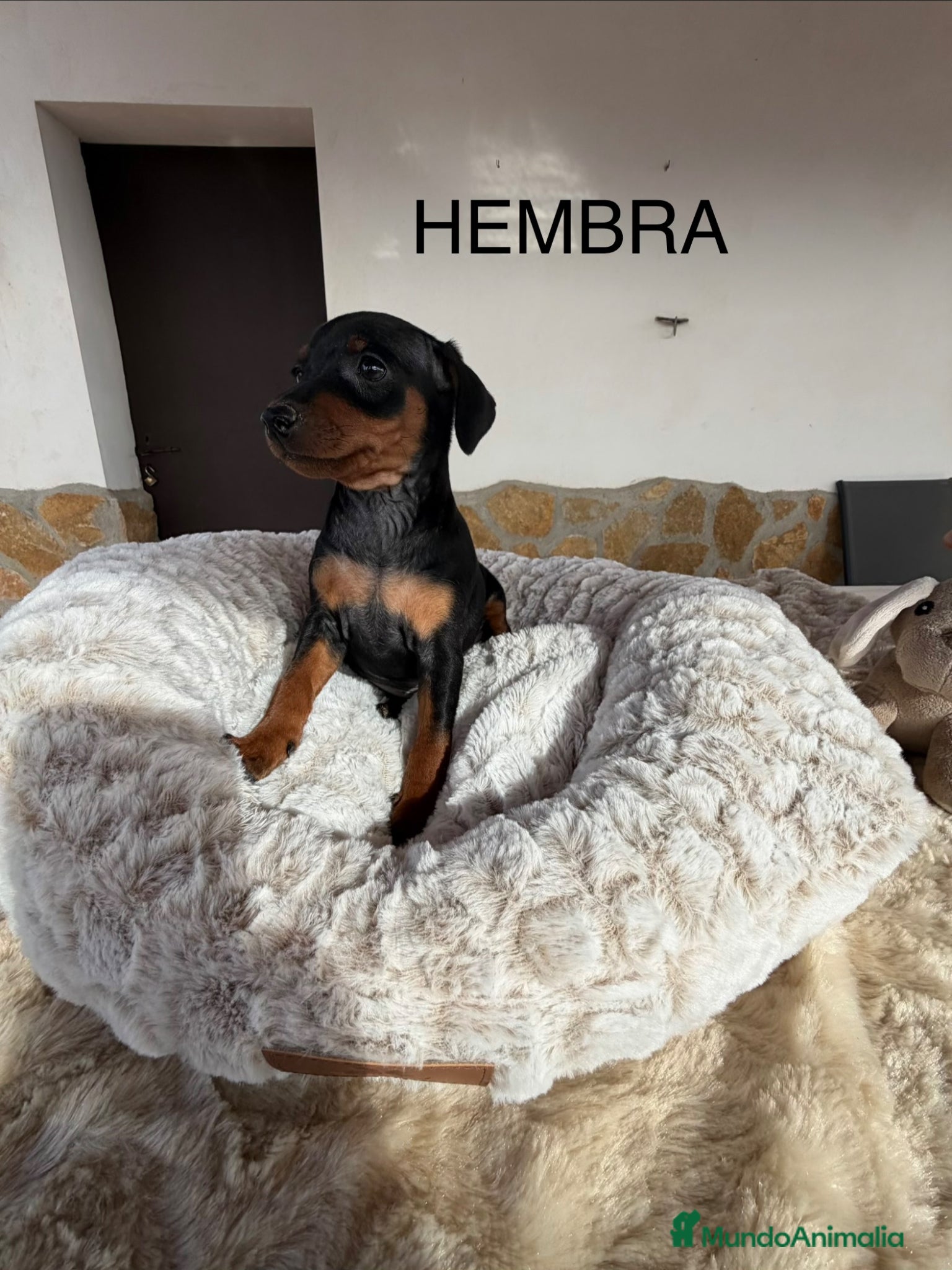 Pinscher Miniatura perros mini pinscher - Anuncio 13