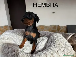 Pinscher Miniatura perros mini pinscher - Anuncio 13
