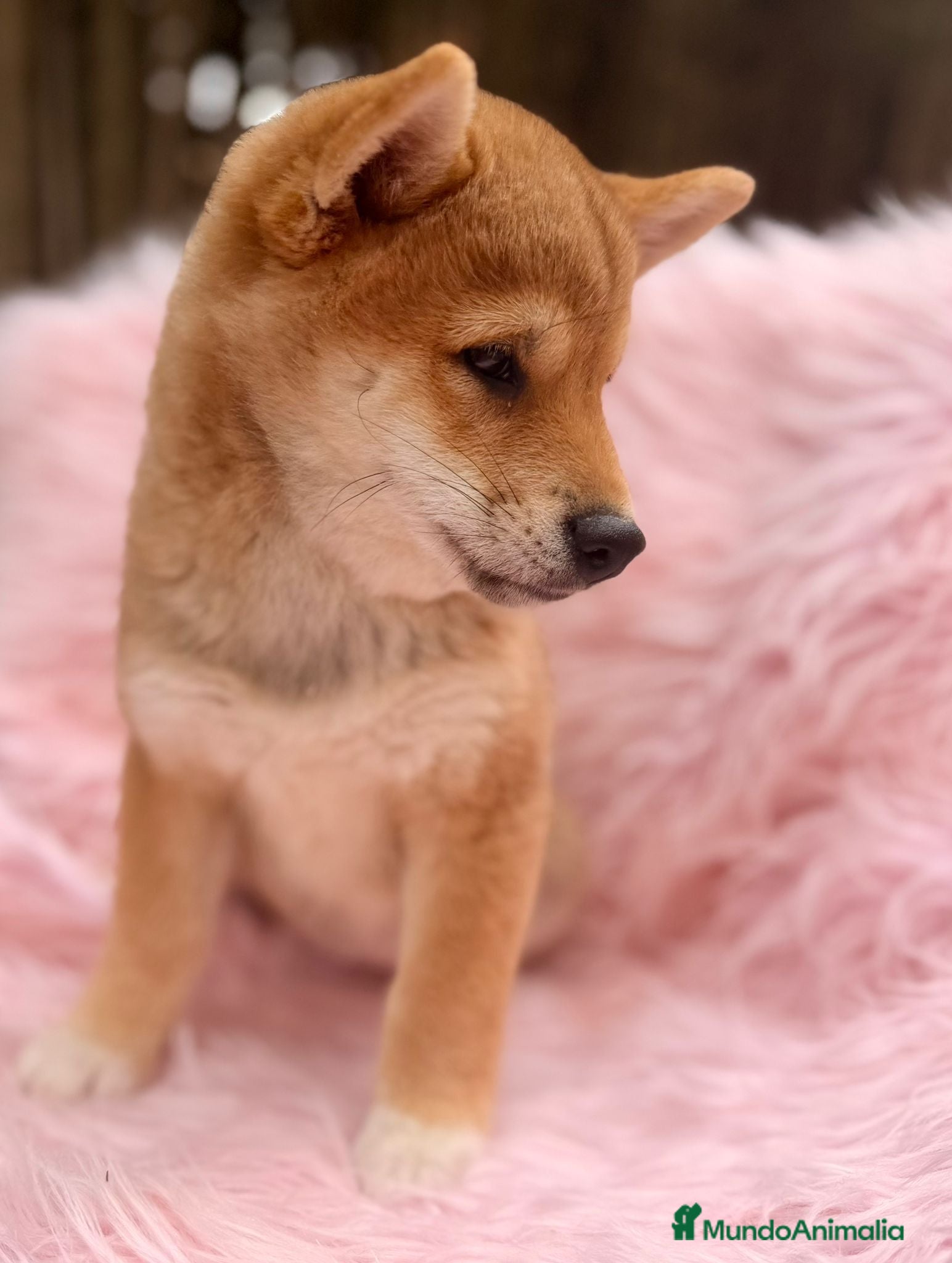 Shiba Inu perros SHIBA INU ROJO - Anuncio 3
