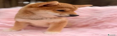 Shiba Inu 2