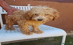Maltipoo perros en venta: Maltipoo - Imagen 2