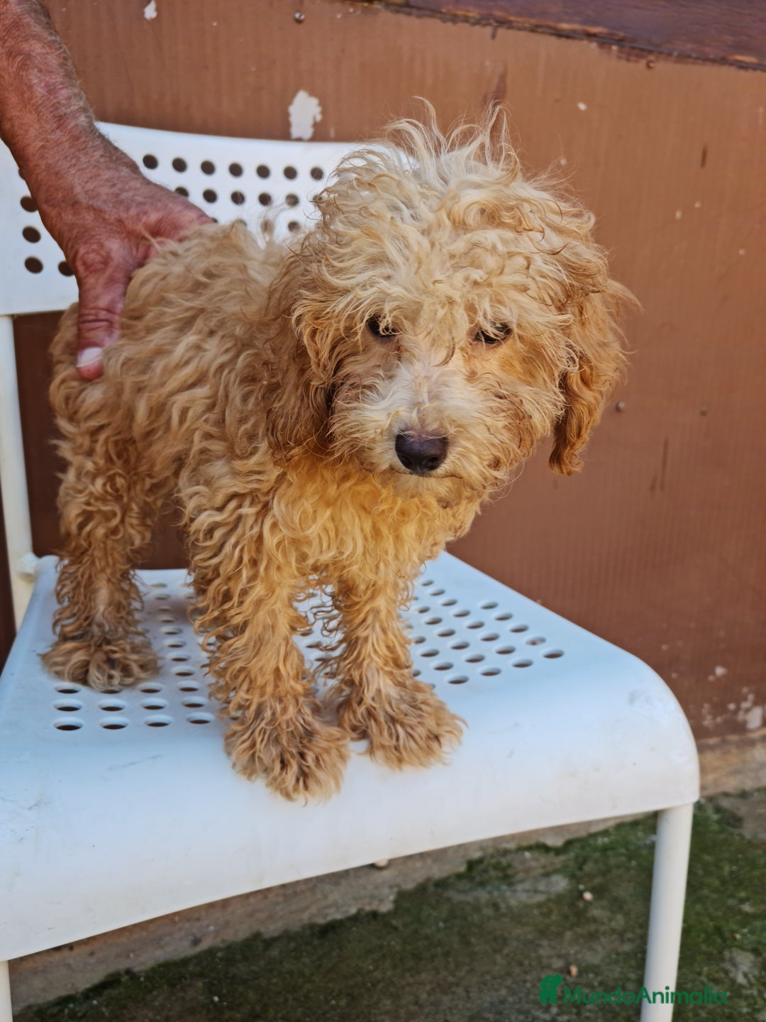 Maltipoo perros en venta: Maltipoo - Imagen 2