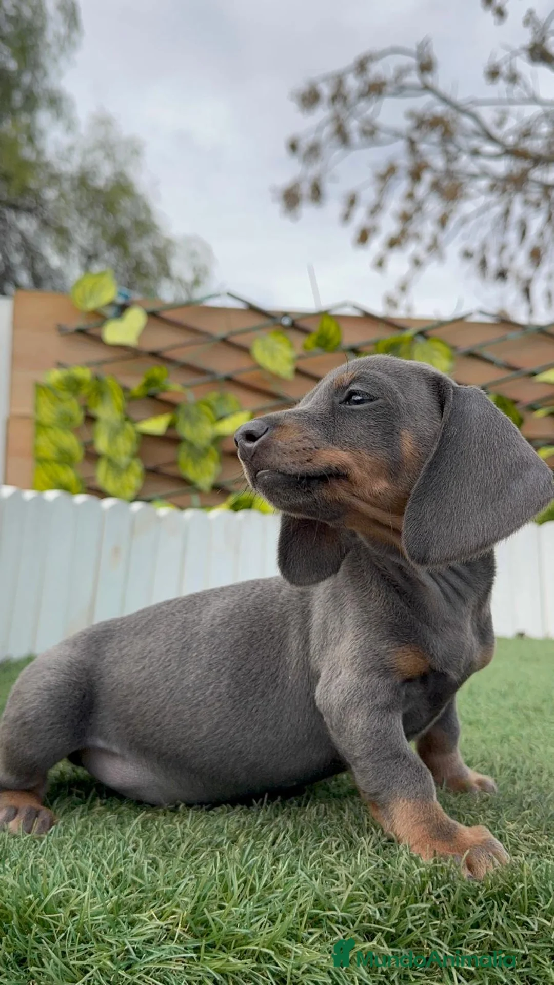 Teckel Miniatura perros en venta: TECKEL MINIATURA BLUE - Anuncio 4