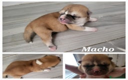 Shiba Inu perros en venta: Preciosa camada de Shiba Inu - Imagen 1