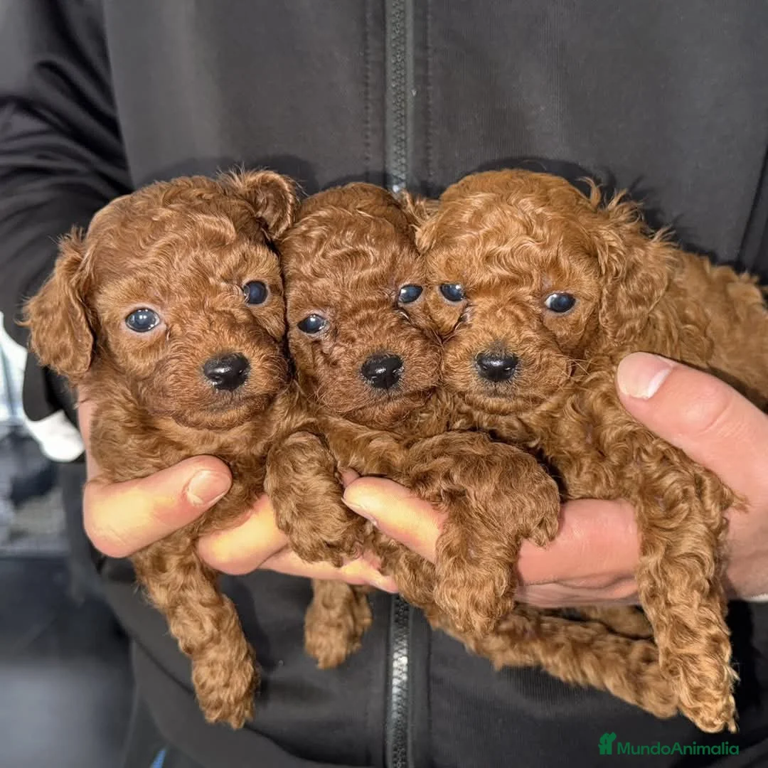 Caniche Toy perros en venta: Caniche toy - Anuncio 2