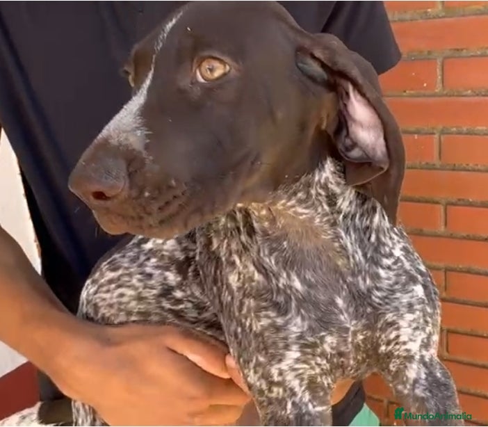 Braco Alemán de Pelo Corto perros Braco Alemán  - Anuncio 2
