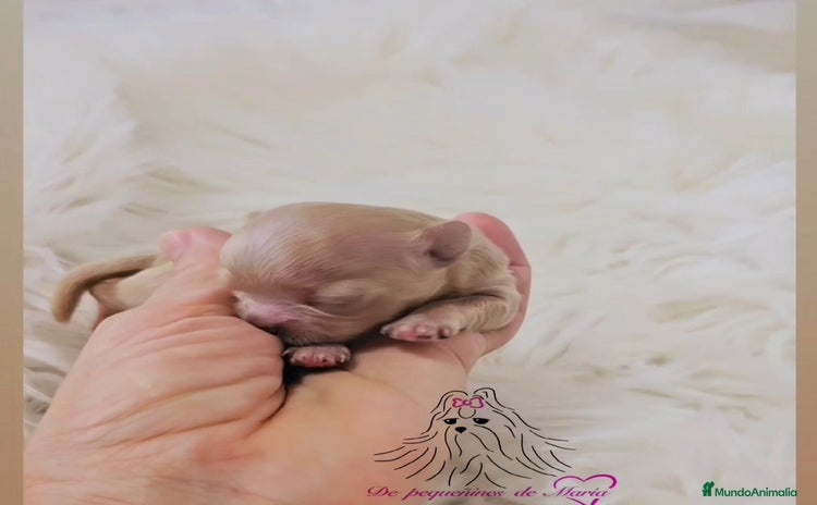 Maltipoo perros - Anuncio 1