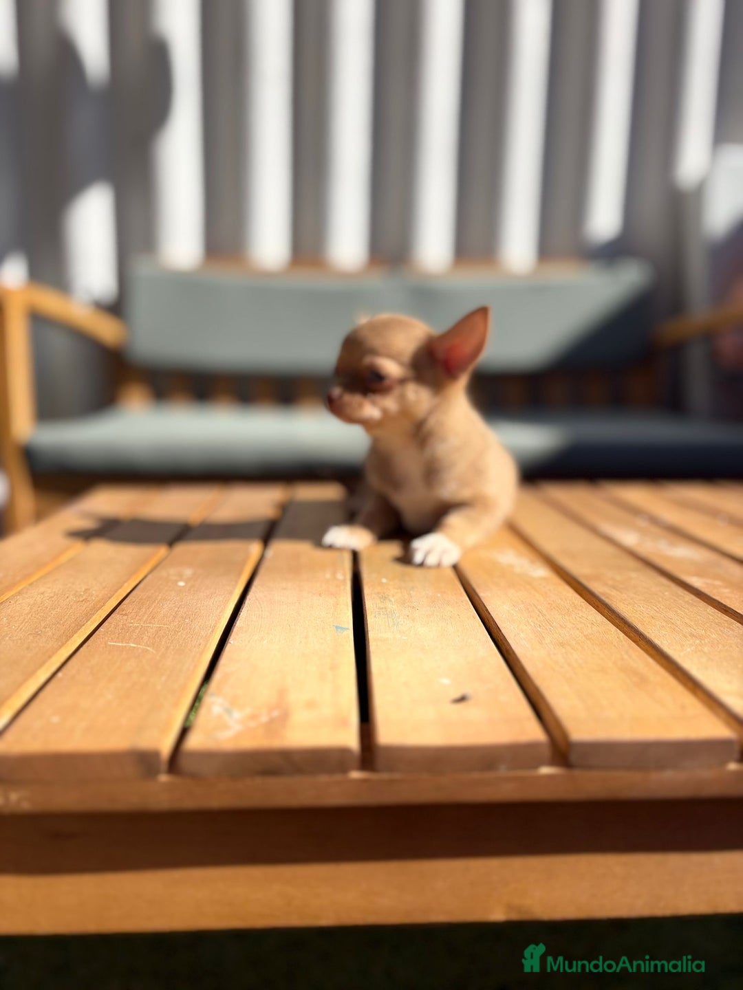 Chihuahua perros en venta: Chihuahua Toy Rusos - Imagen 15