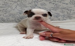 Chihuahua perros en venta: Chihuahua toys  - Imagen 11