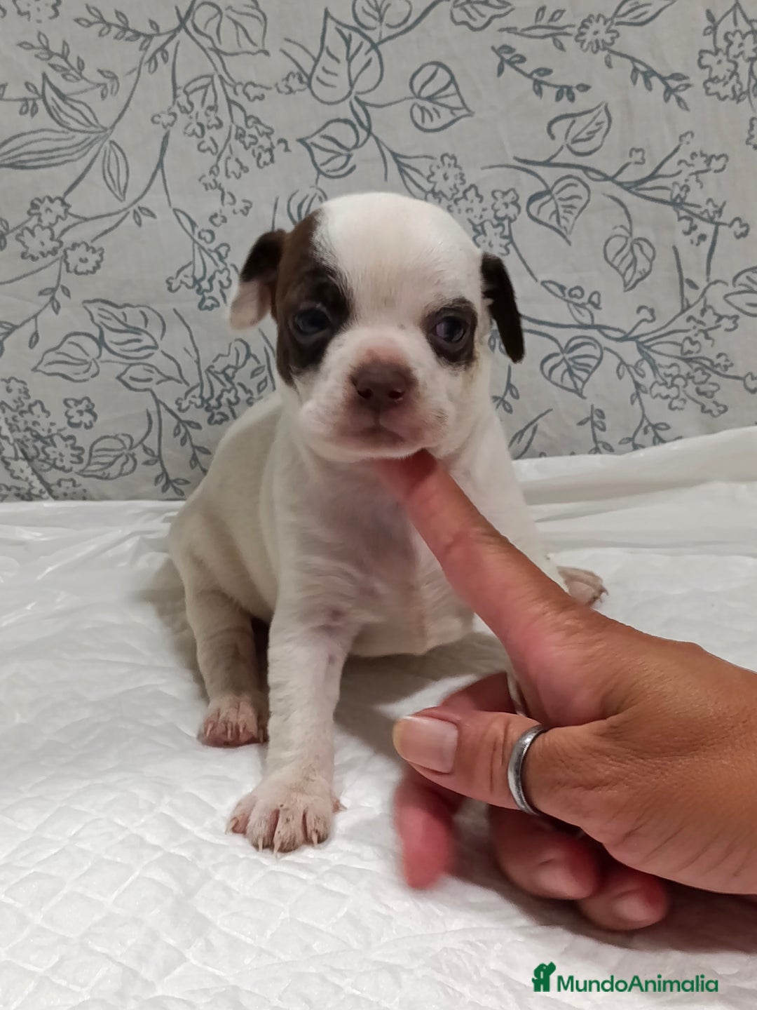 Chihuahua perros en venta: Chihuahua toys  - Imagen 11