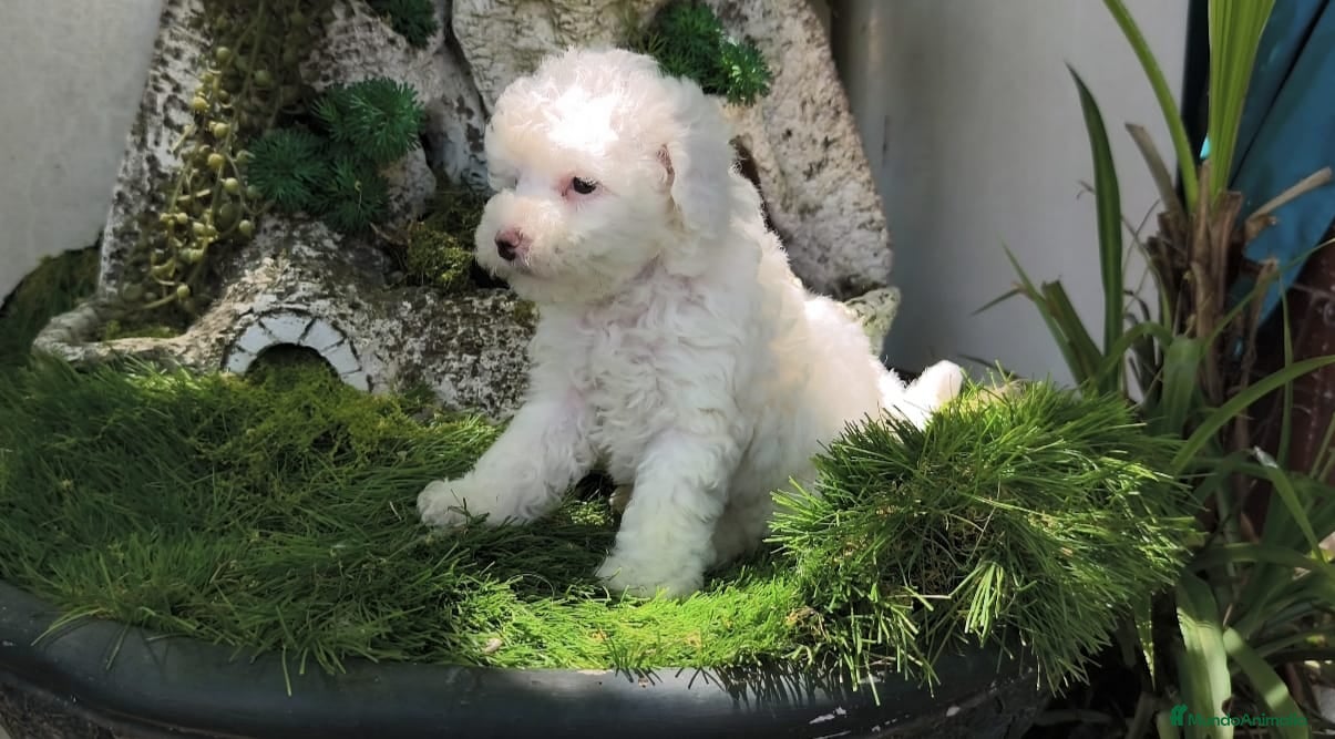 Caniche Toy perros Caniche toy - Anuncio 20