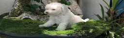 Caniche Toy perros en venta: Caniche toy - Anuncio 1