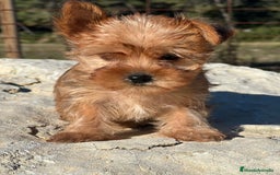 Yorkshire Terrier perros en venta: Yorkshire minitoy rubia  - Imagen 6