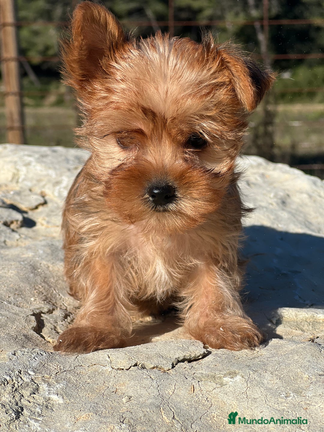 Yorkshire Terrier perros en venta: Yorkshire minitoy rubia  - Imagen 6