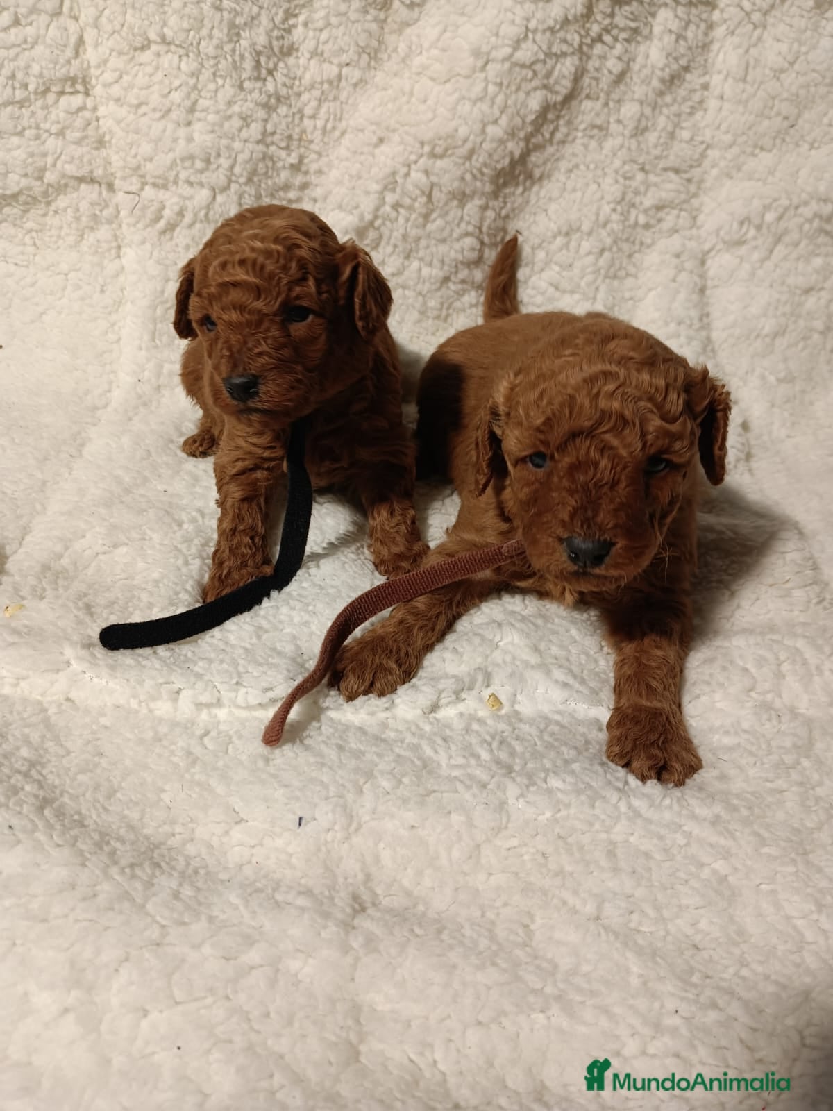 Caniche Toy perros caniche toy - Anuncio 4