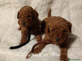 Caniche Toy perros caniche toy - Anuncio 1