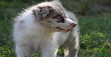 Border Collie perros - Propaganda 16