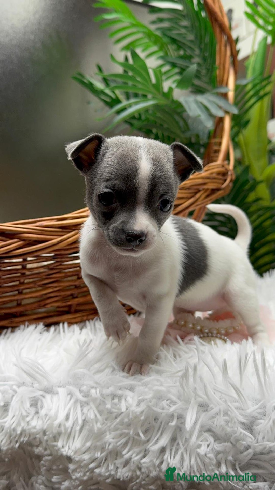 Chihuahua perros en venta: CHIHUAHUA HEMBRA - Anuncio 3