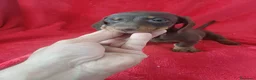 Teckel Miniatura perros en venta: Teckel Mini Chocolate  - Anuncio 3