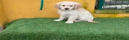 Golden Retriever perros en venta: Cachorros de Golden Retriever  - Anuncio 2