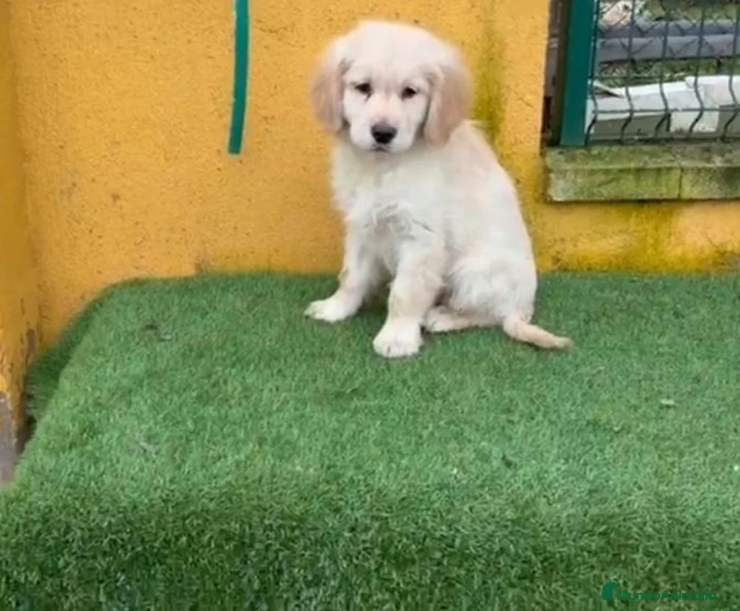 Golden Retriever perros en venta: Cachorros de Golden Retriever  - Anuncio 2