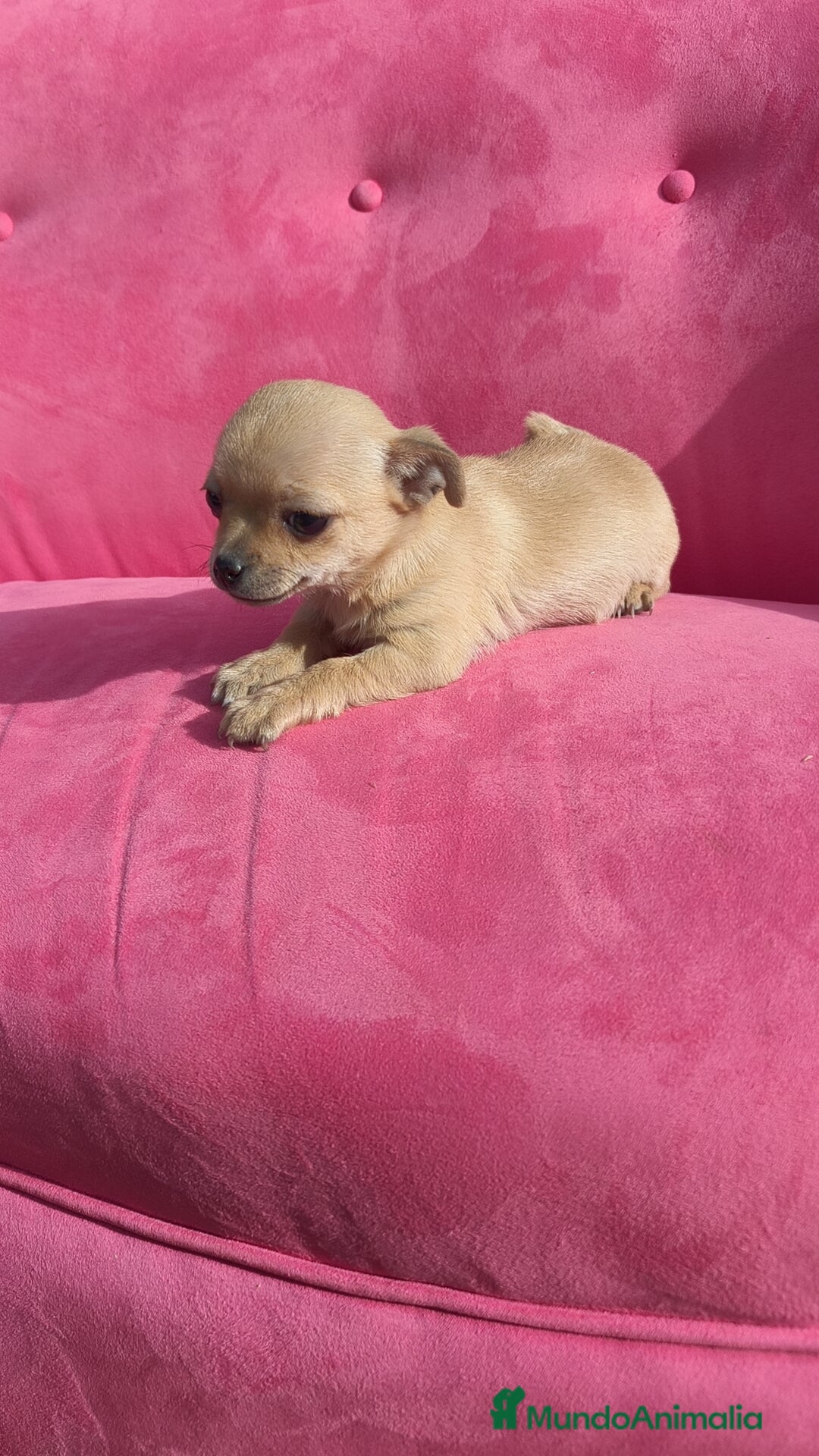 Chihuahua perros en venta: Chihuahua hembra disponible  - Anuncio 7