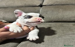 Bulldog Francés perros en venta: Bulldog Francés Macho - Imagen 10