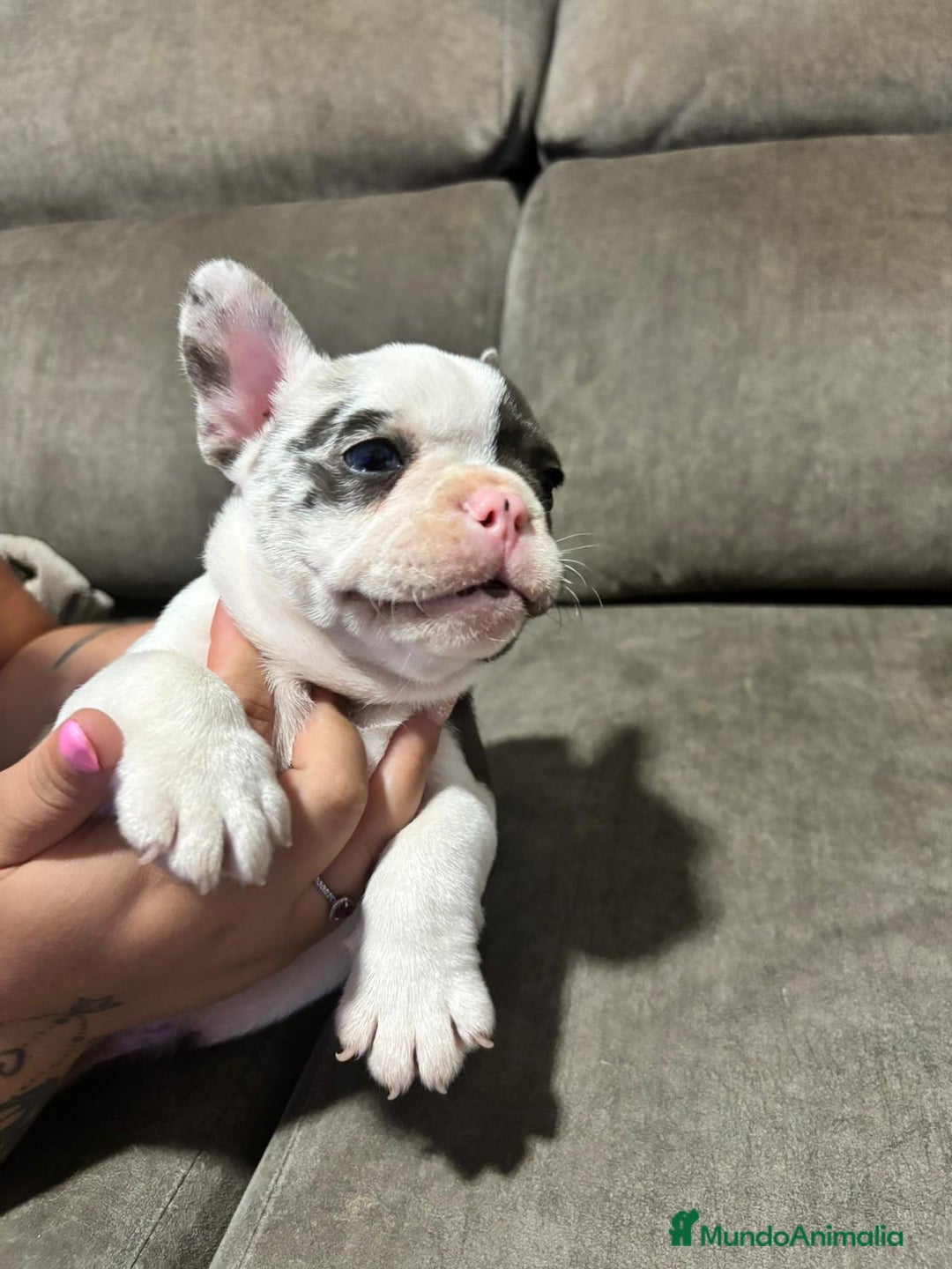 Bulldog Francés perros en venta: Bulldog Francés Macho - Imagen 10
