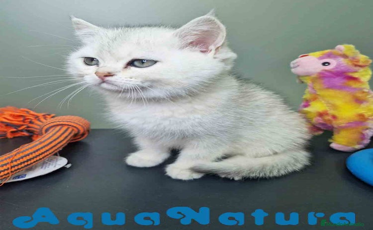 Británico de Pelo Corto gatos British Macho 7794 AQUANATURA - Anuncio 4