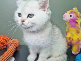 Británico de Pelo Corto gatos British Macho 7794 AQUANATURA - Anuncio 23