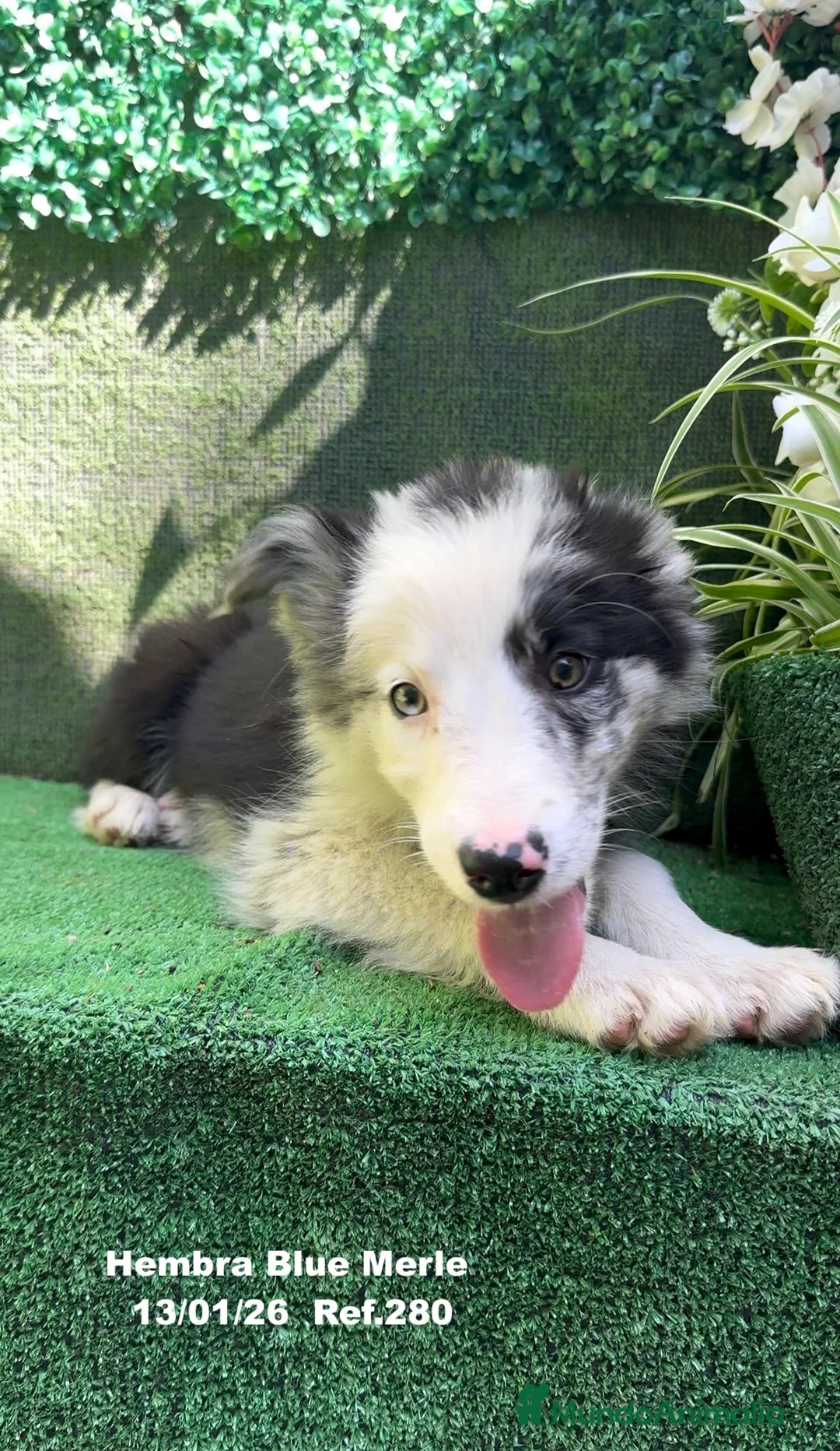 Border Collie perros en venta: BORDER COLLIE DE VILLA BIZNAGA - Anuncio 2