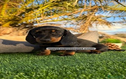 Teckel Miniatura perros en venta: TECKEL NEGRO FUEGO MINIATURA - Imagen 1