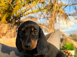 Teckel Miniatura perros TECKEL NEGRO FUEGO MINIATURA - Anuncio 8