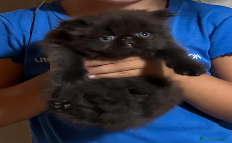 Persa gatos - Anuncio 1