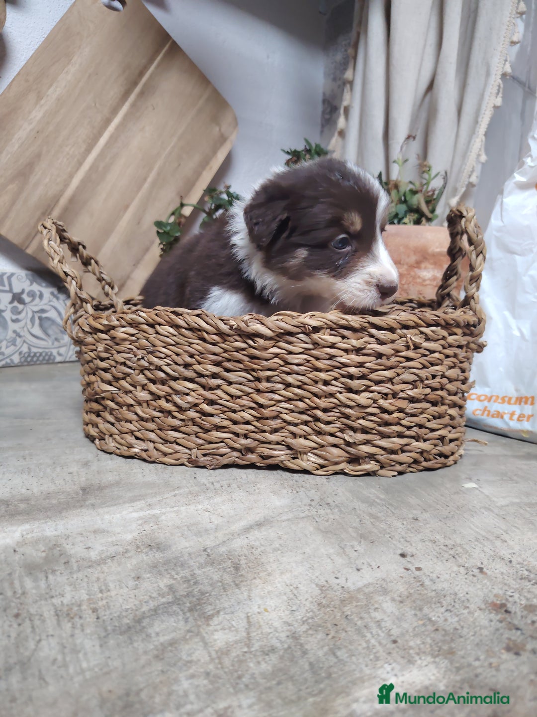 Border Collie perros en venta: Cachorros border collie chocolate y red merle - Anuncio 7