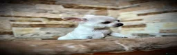 Chihuahua perros en venta: Chihuahuas crema  - Anuncio 4