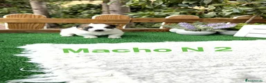 Jack Russell Terrier Macho 2