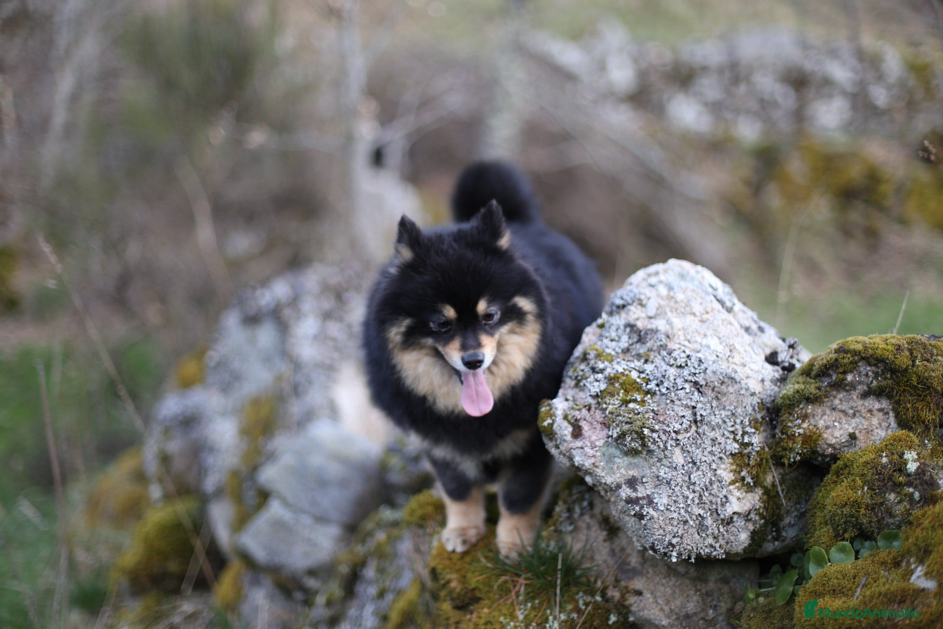 Pomerania perros Hembra Pomerania cubierta  - Anuncio 1
