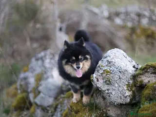 Pomerania perros Hembra Pomerania cubierta - Anuncio 1