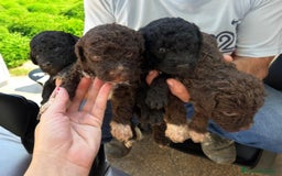 Perro de Agua Español perros en venta: PERRO DE AGUA ESPAÑOL - Imagen 1