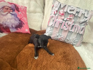 Chihuahua perros Chihuahua mini toy - Anuncio 2