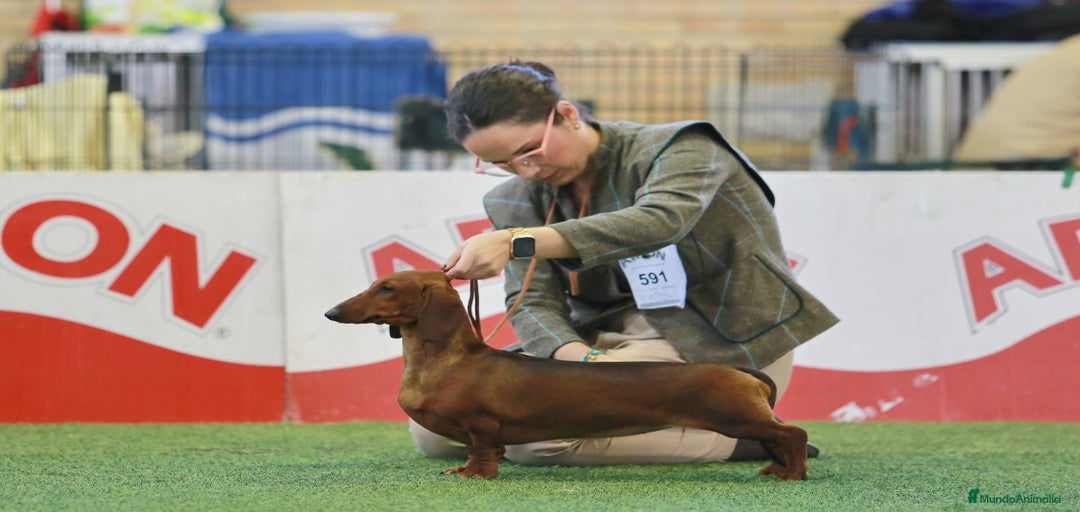 Imagen de galería {{count}}