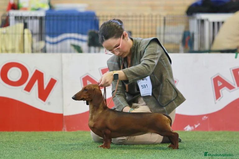 Imagen de galería {{count}}