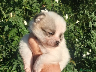 Pomerania perros Macho de pomerania macho - Anuncio 1