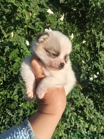 Pomerania perros Macho de pomerania macho - Anuncio 1