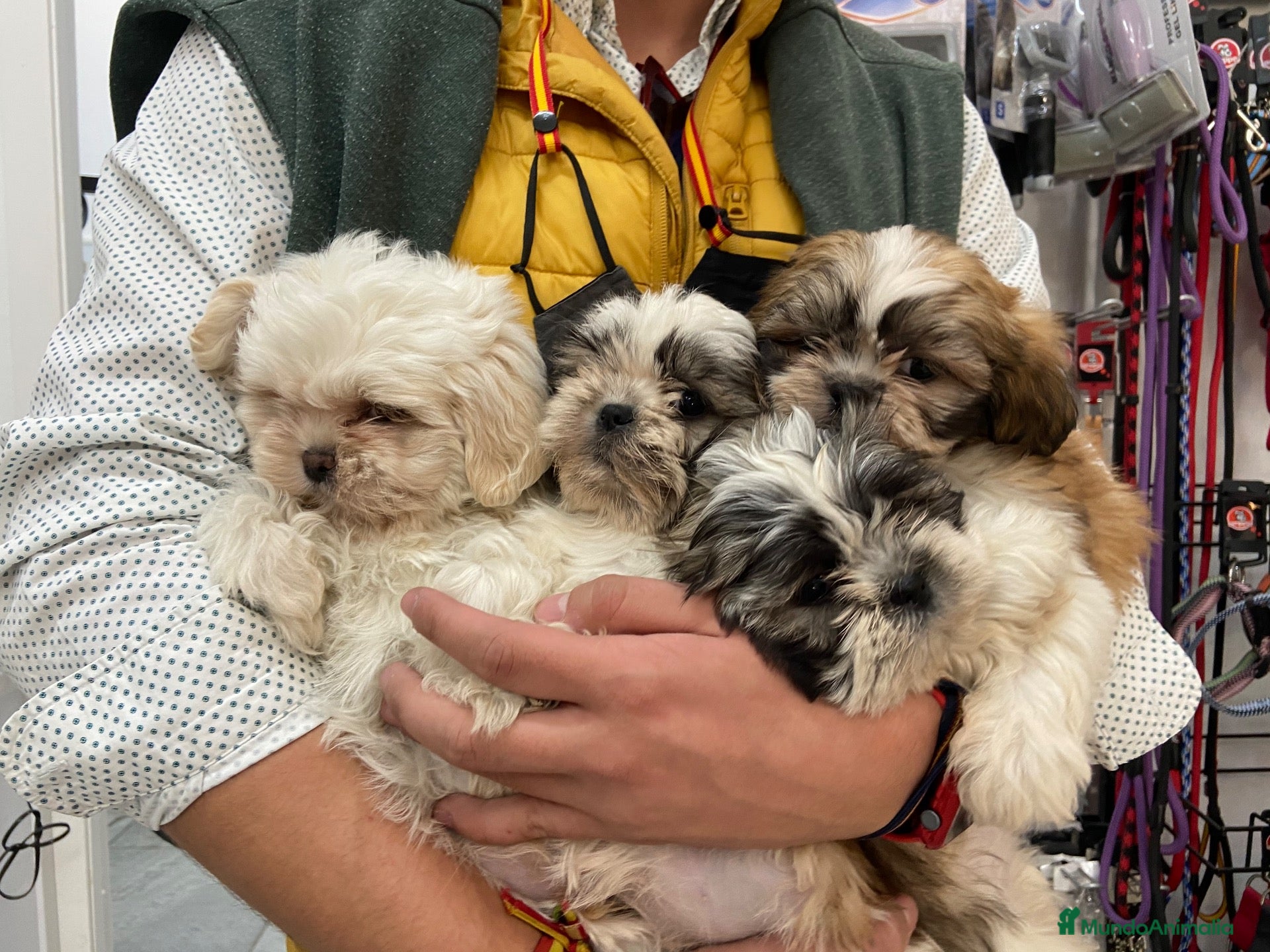 Shih Tzu perros Cachorros Shih tzu 650€ ¡PRECIO REAL! - Anuncio 1